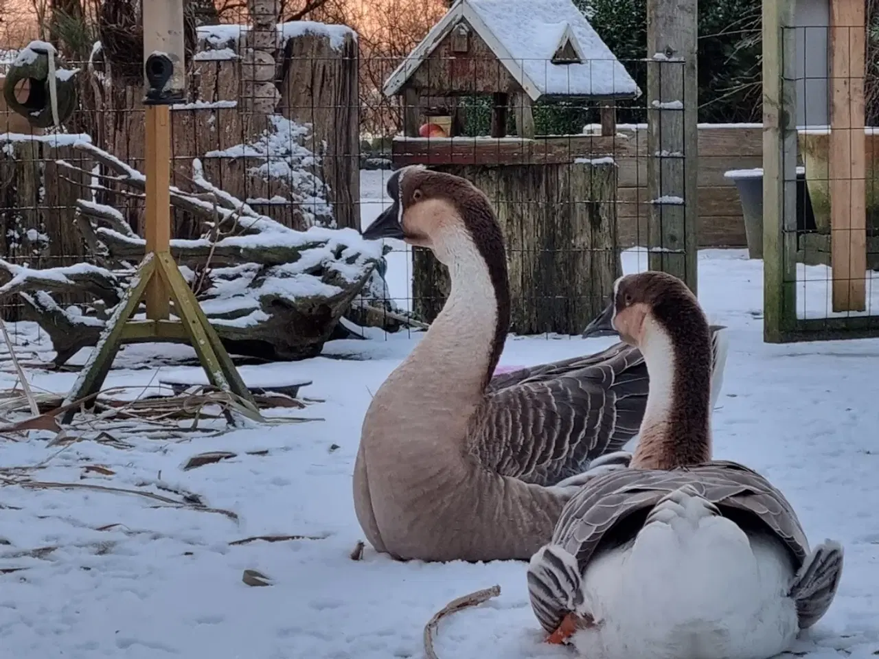 Billede 8 - Svanegæssene fra AnimalCall