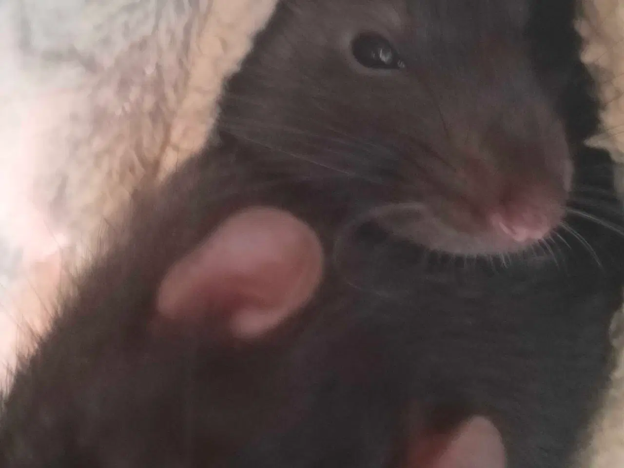 Billede 2 - Rotte til slag