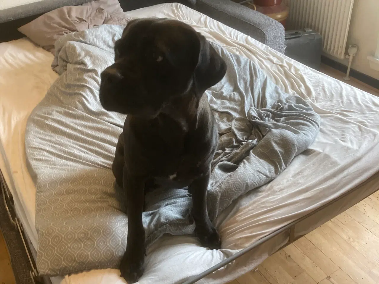 Billede 1 - Cane corso tæve, 2 år