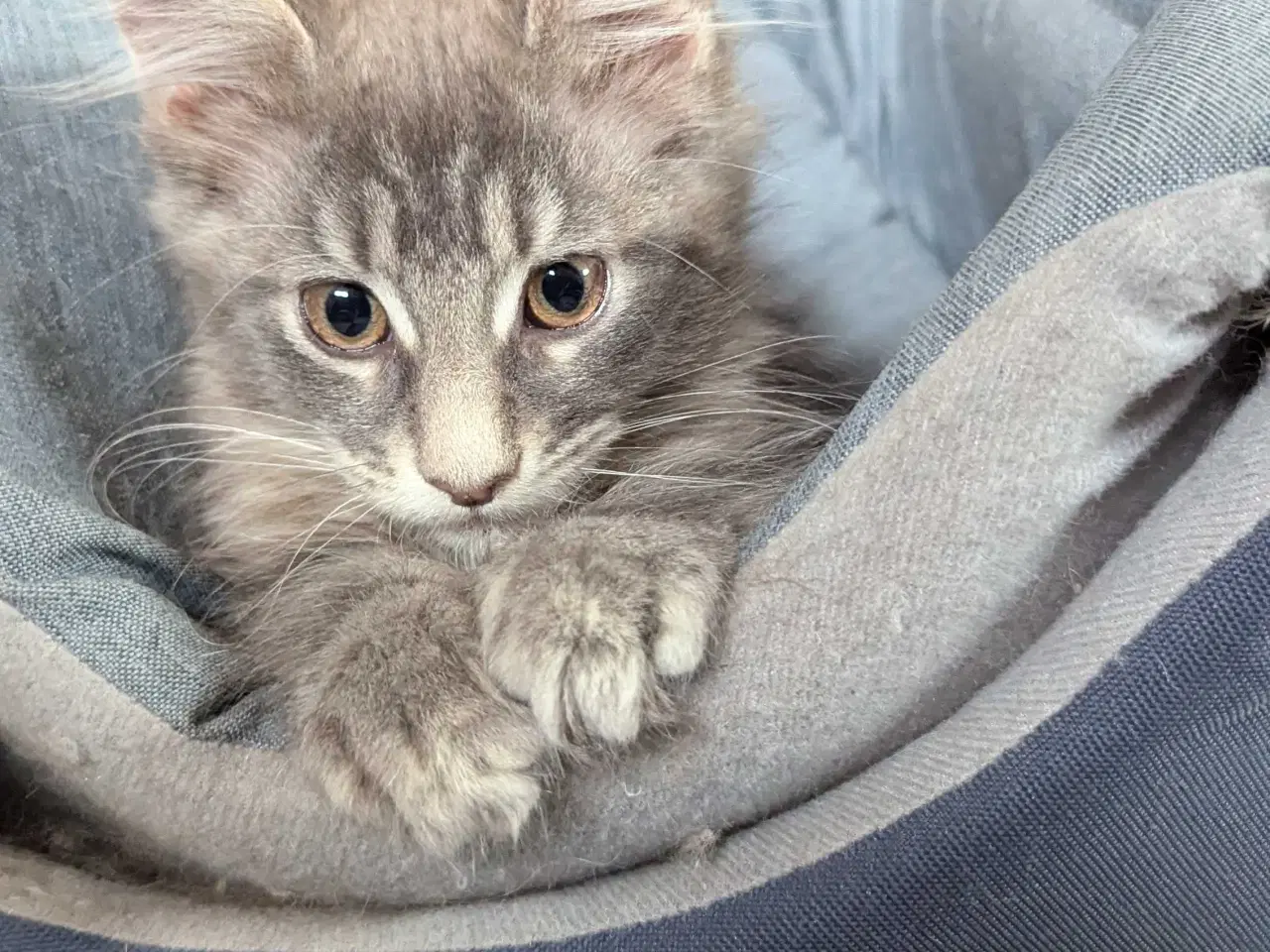 Billede 3 - Maine coon killinger med stambøger 