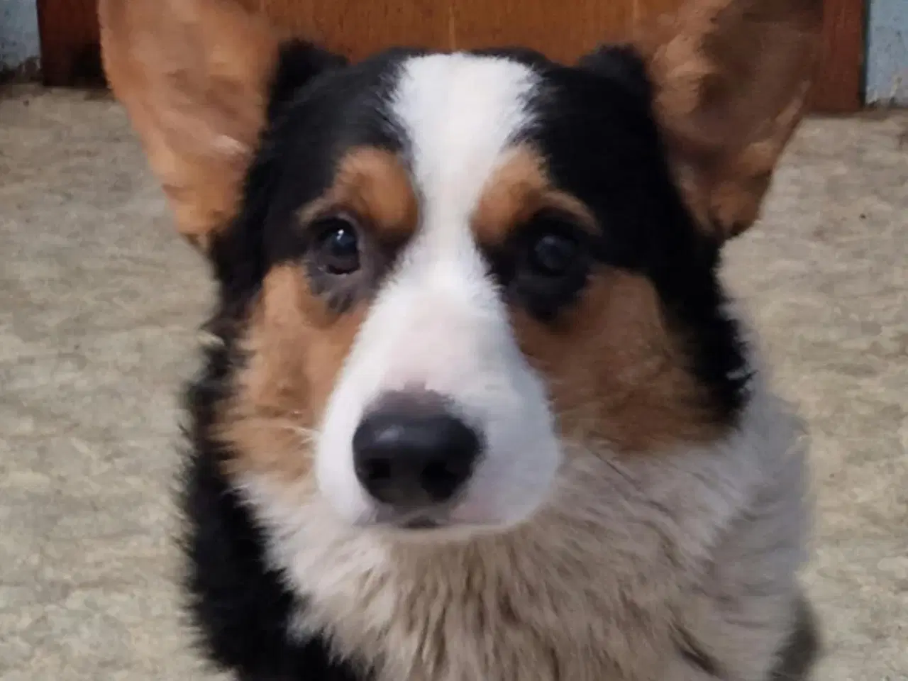 Billede 6 - Welsh corgi cardigan