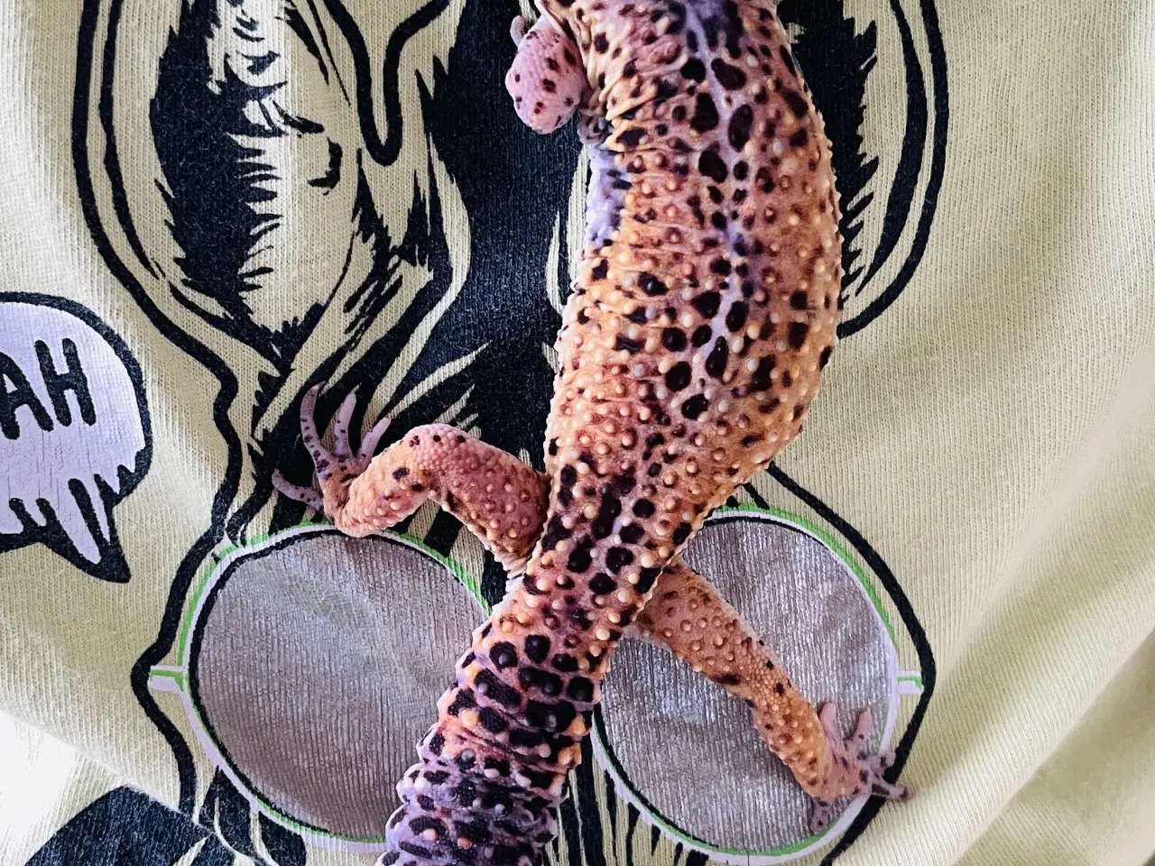 Billede 1 - Leopardgekko