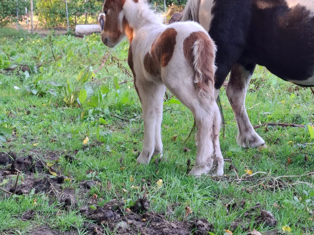 Billede 5 - Miniature hingst 