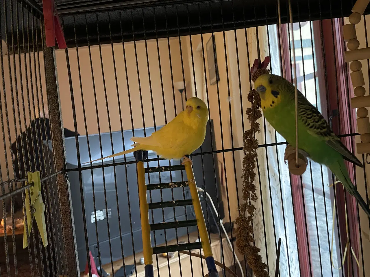 Billede 1 - To undulater med bur