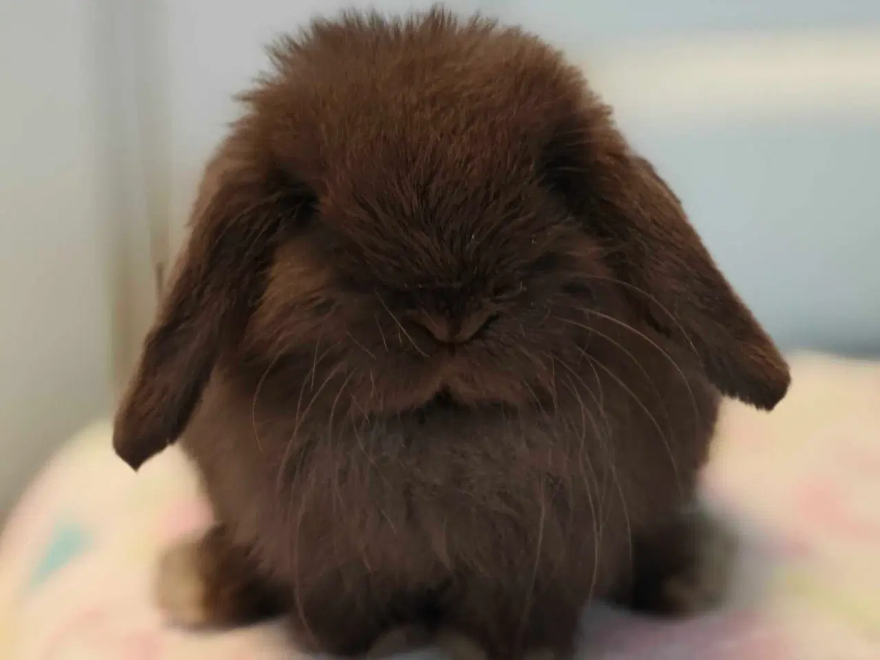 Billede 13 - Minilop