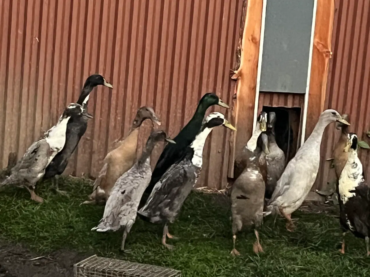 Billede 1 - Løbeænder fra maj