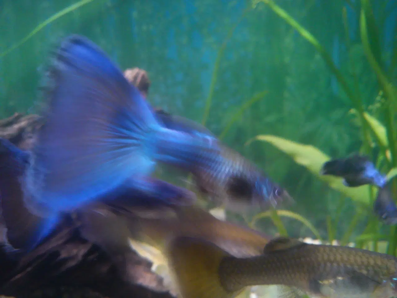 Billede 3 - Blue Moscow Guppy.