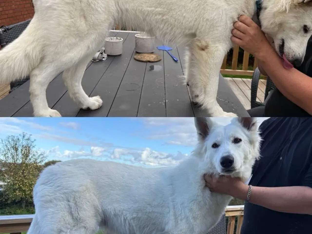 Billede 10 - Dejlige jule hvalpe klar inden juleaften 