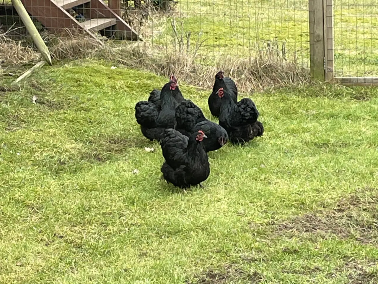 Billede 4 - Dværg orpington sorte