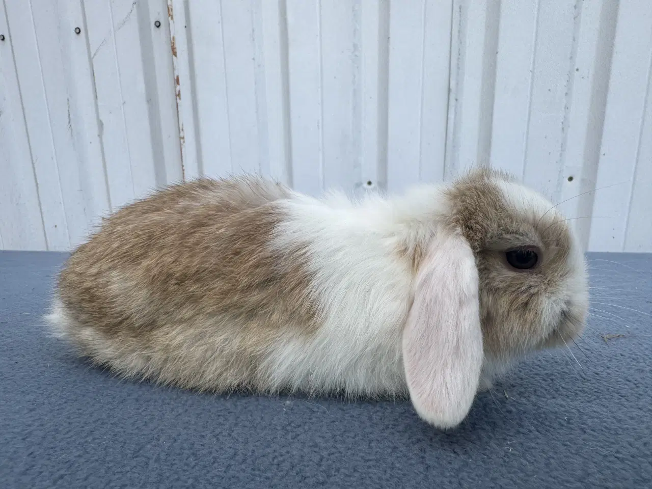 Billede 7 - Mini lop hankanin