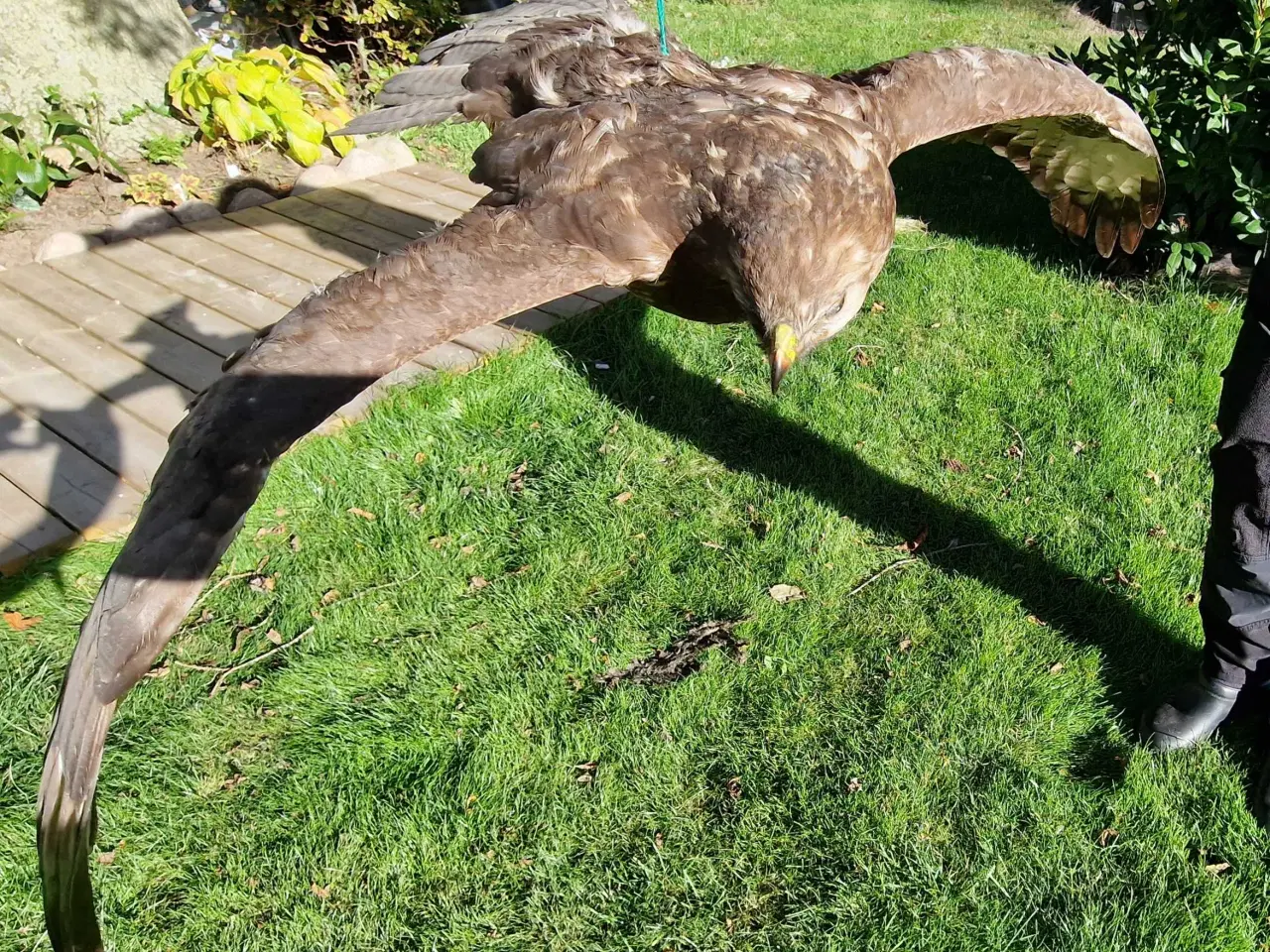 Billede 4 - Flyvende musvåge, flot fjerdragt, udstop sælges