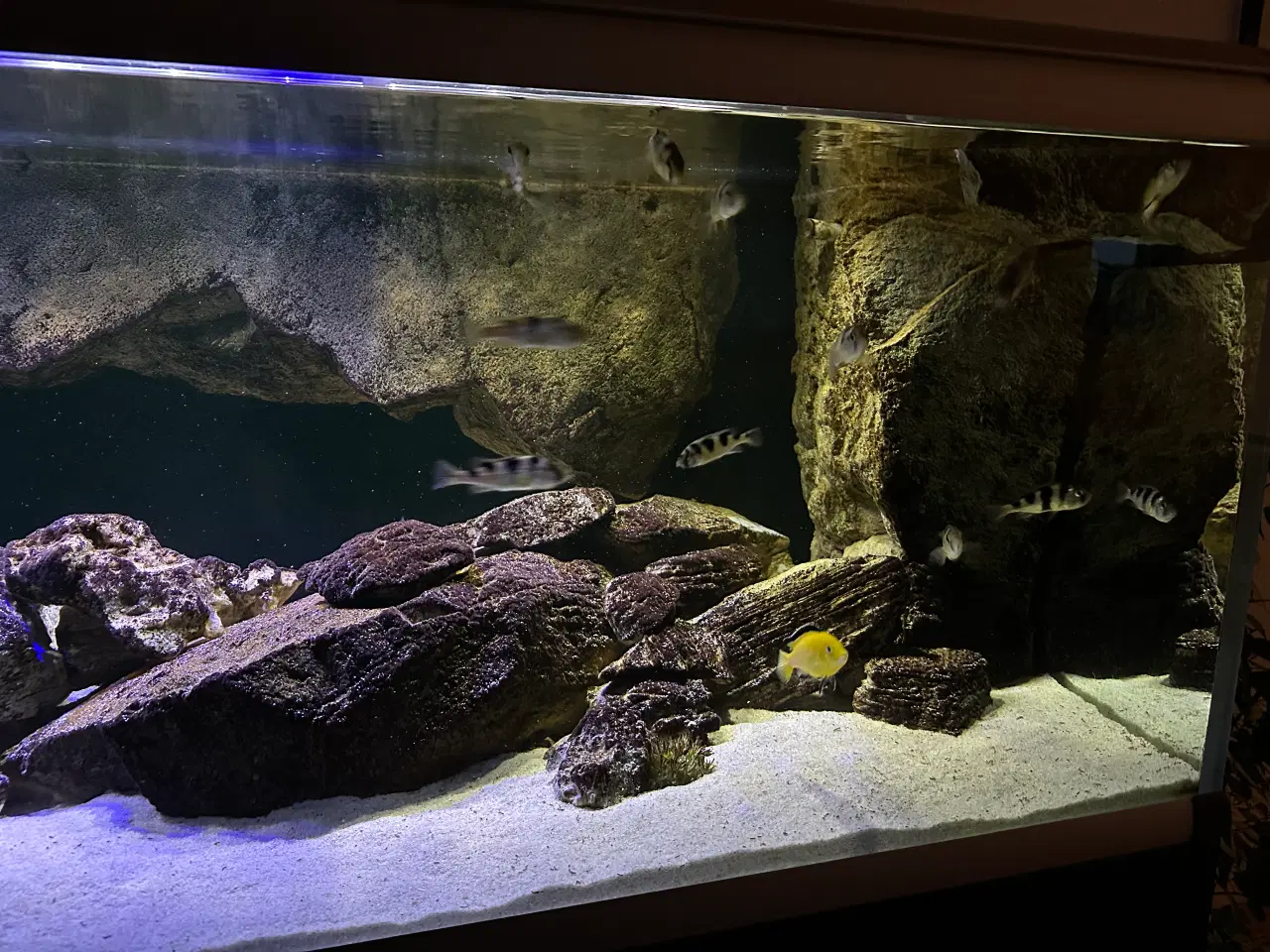 Billede 6 - 720 l akvarium