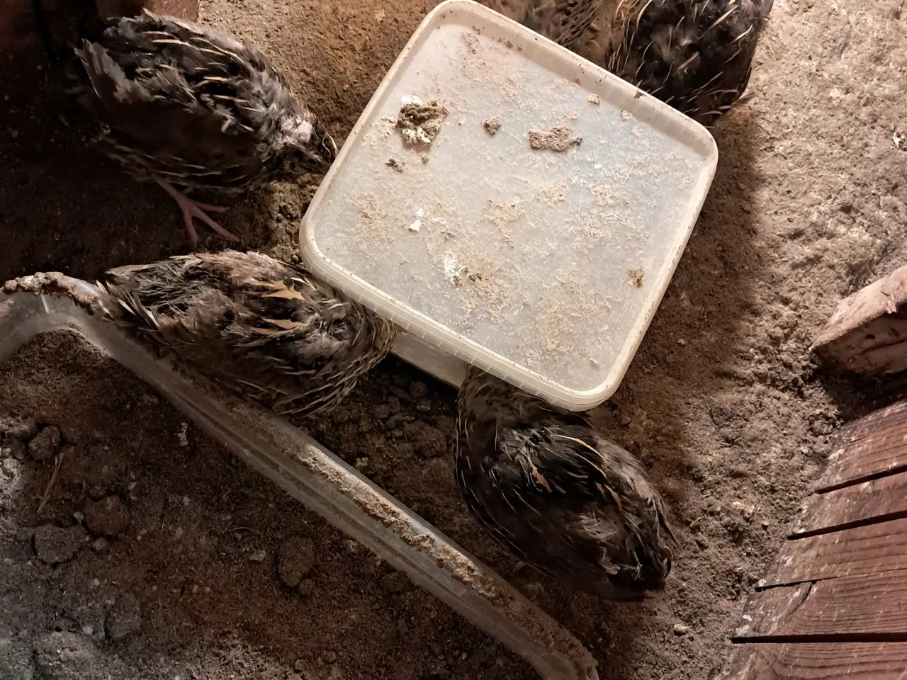 Billede 1 - Jumbo vagteler