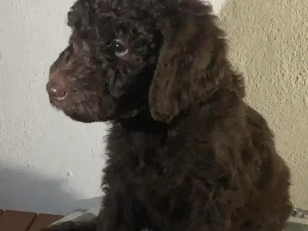 Billede 16 - Golden doodle hvalpe 