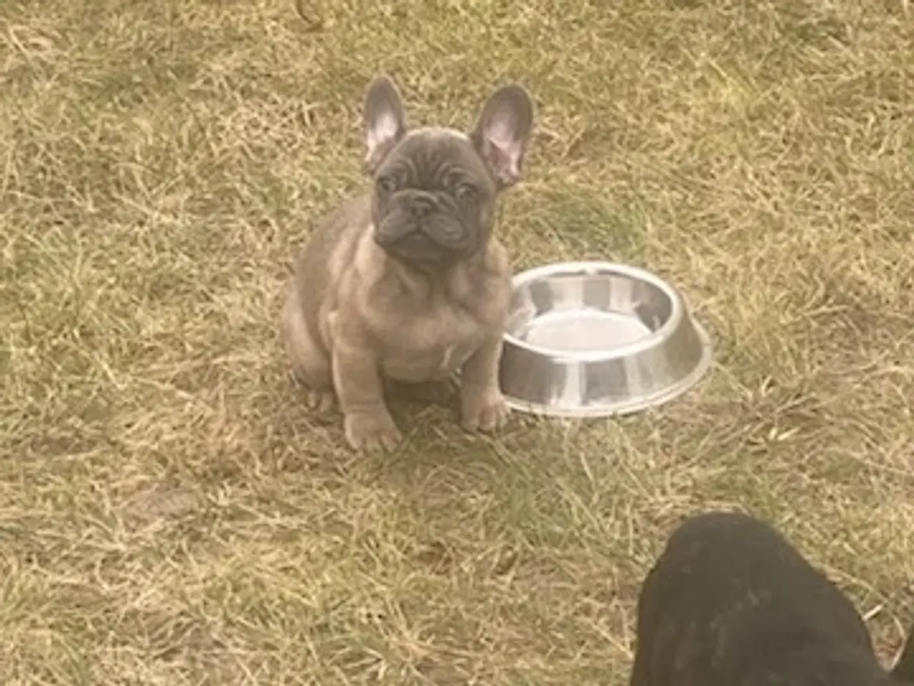 Billede 11 - Fransk bulldog hvalp