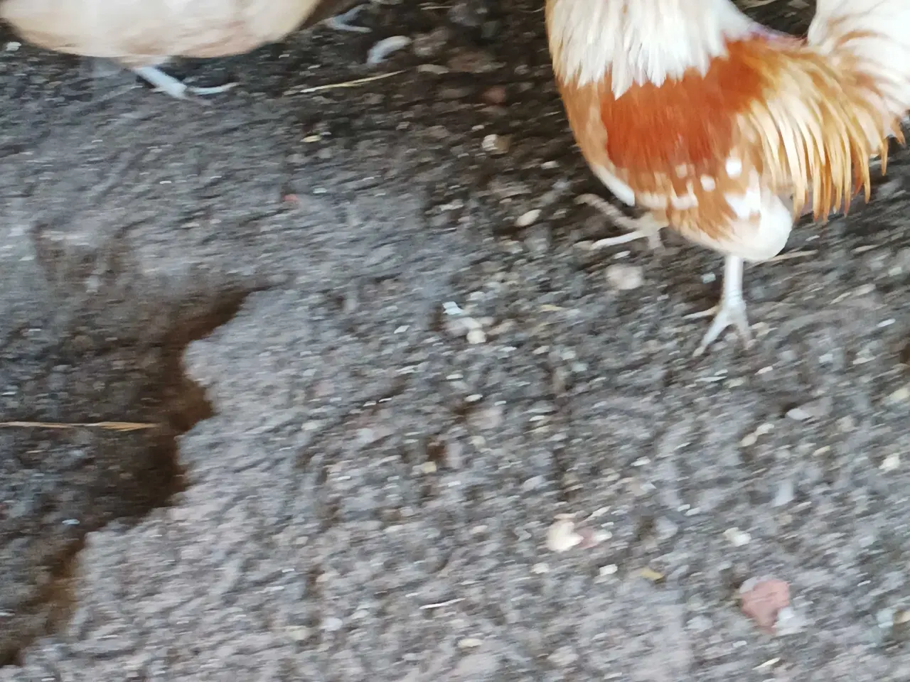 Billede 3 - Hollandske dværg høns og haner 