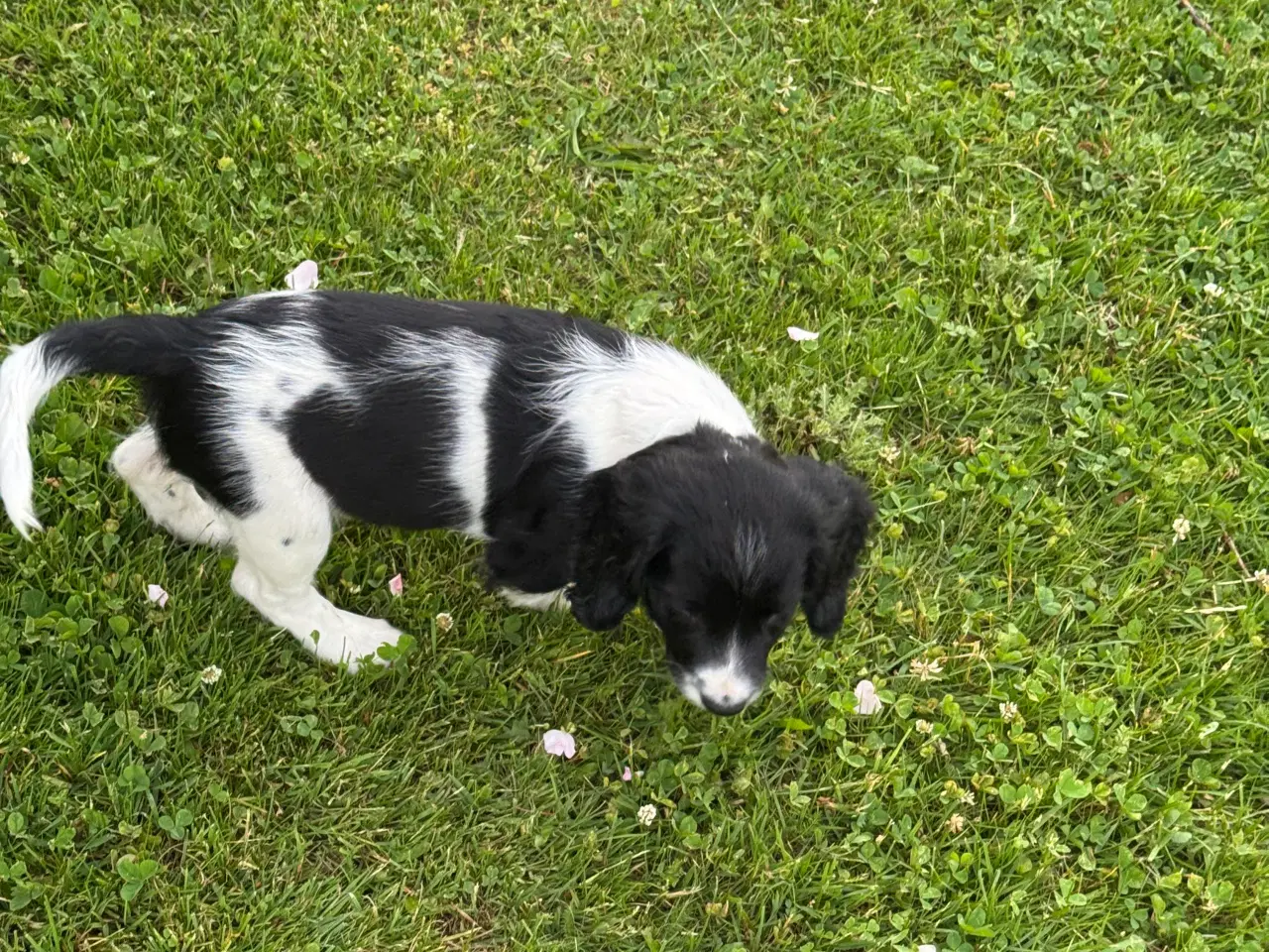 Billede 6 - FT springer hvalpe sælges 