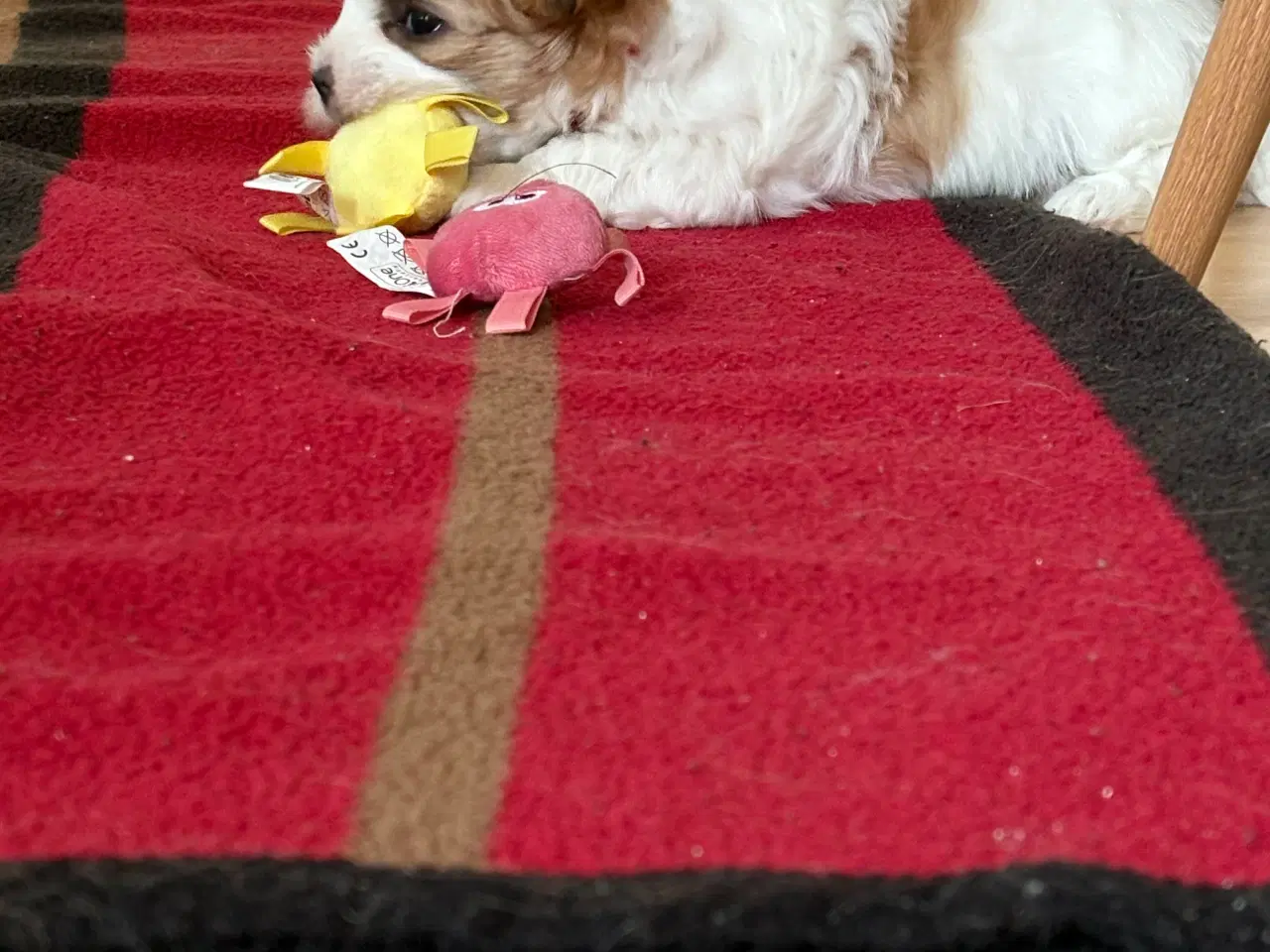 Billede 8 - Bichon Havanais med et strejf af malterser