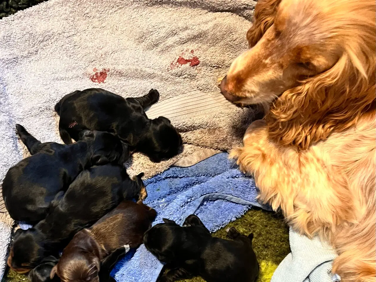 Billede 4 - Smukke Cockerhvalpe