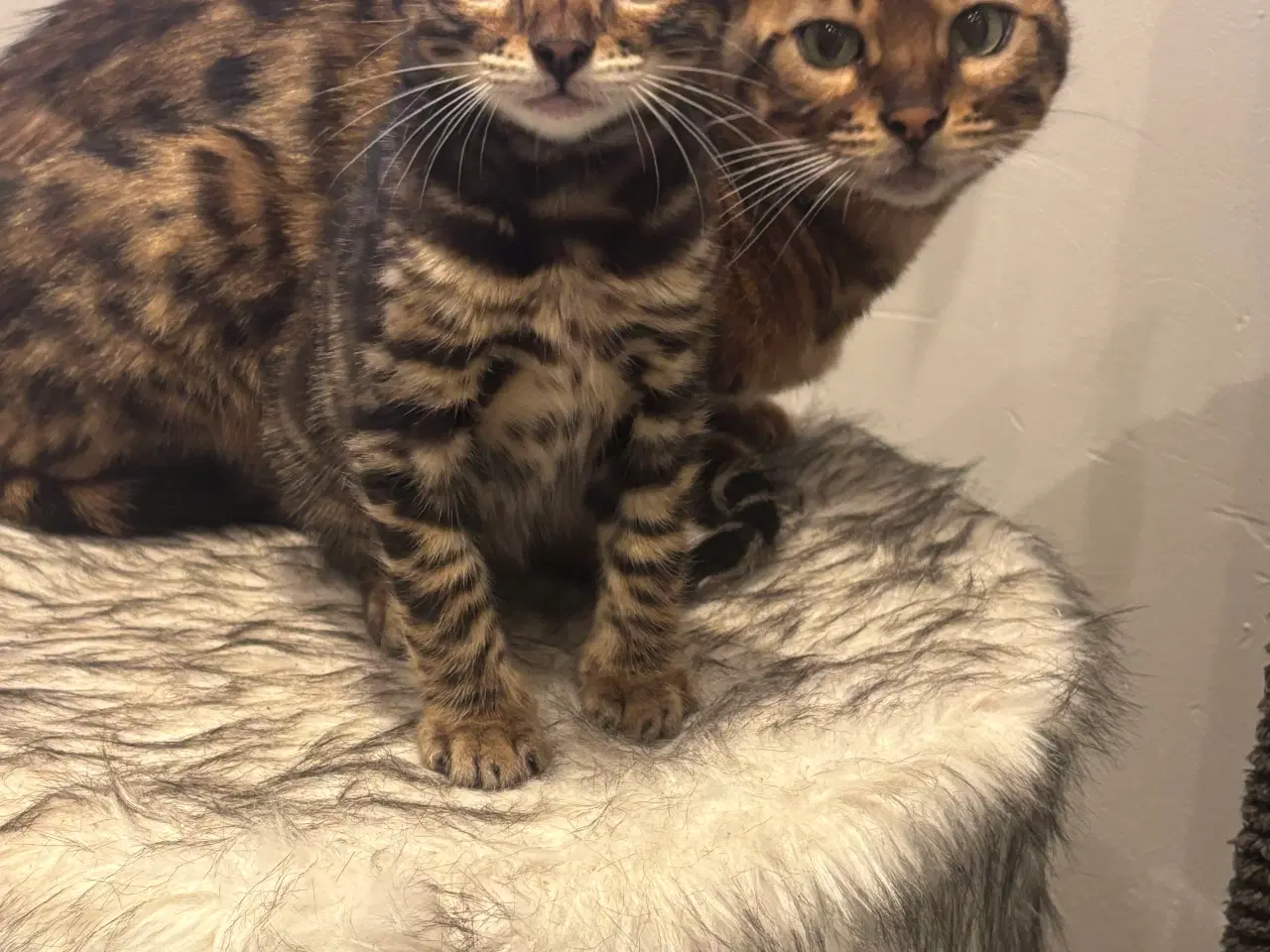 Billede 3 - Bengal dreng 