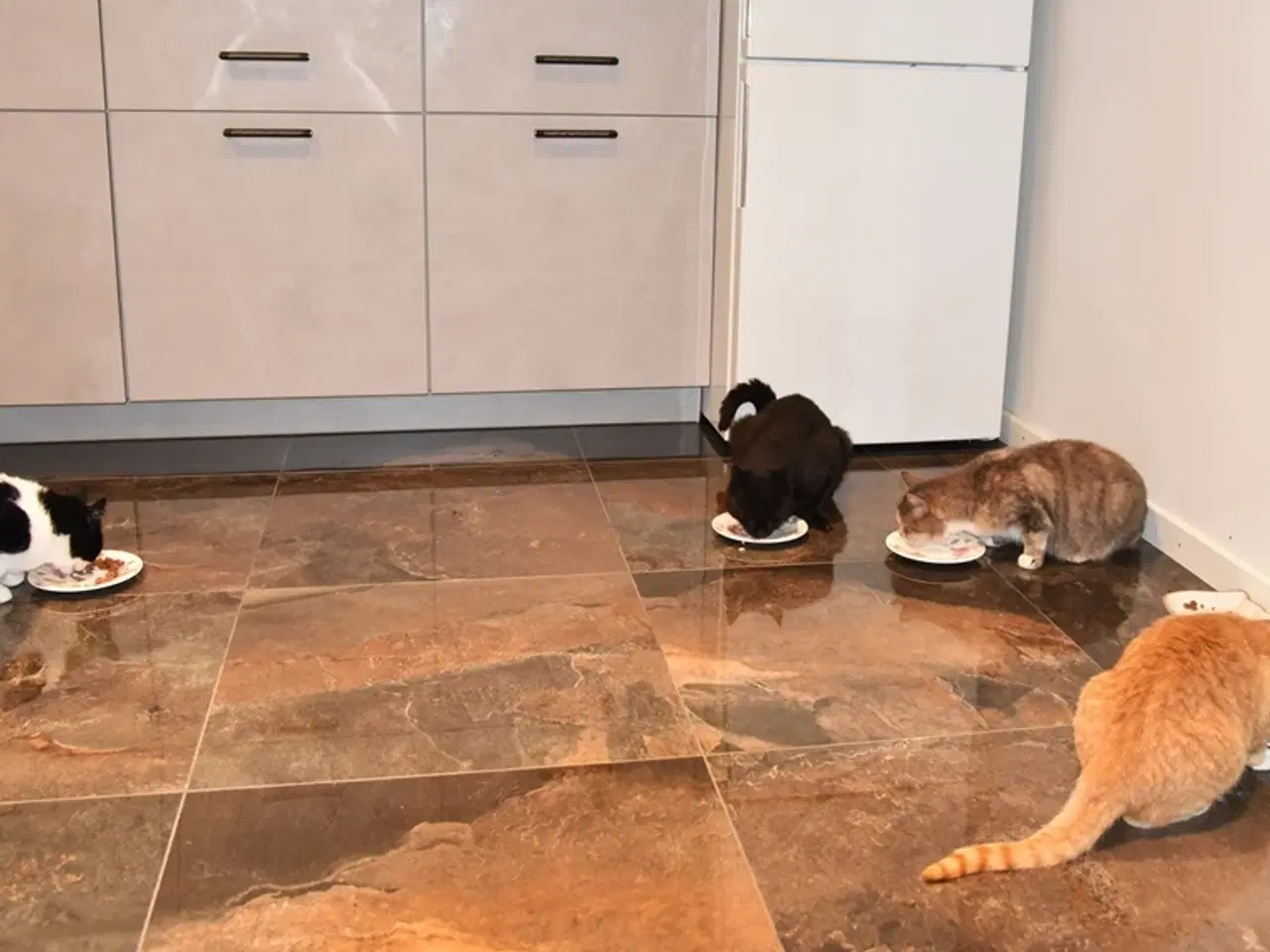 Billede 10 - Statslig Britisk Bombay-hankat søger nyt hjem