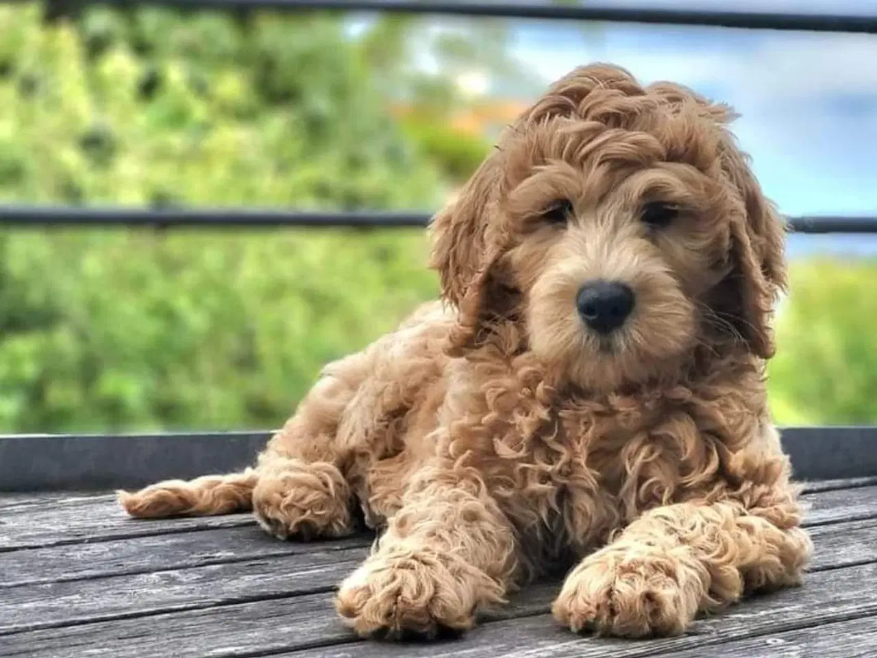 Billede 9 - Goldendoodle hvalpe