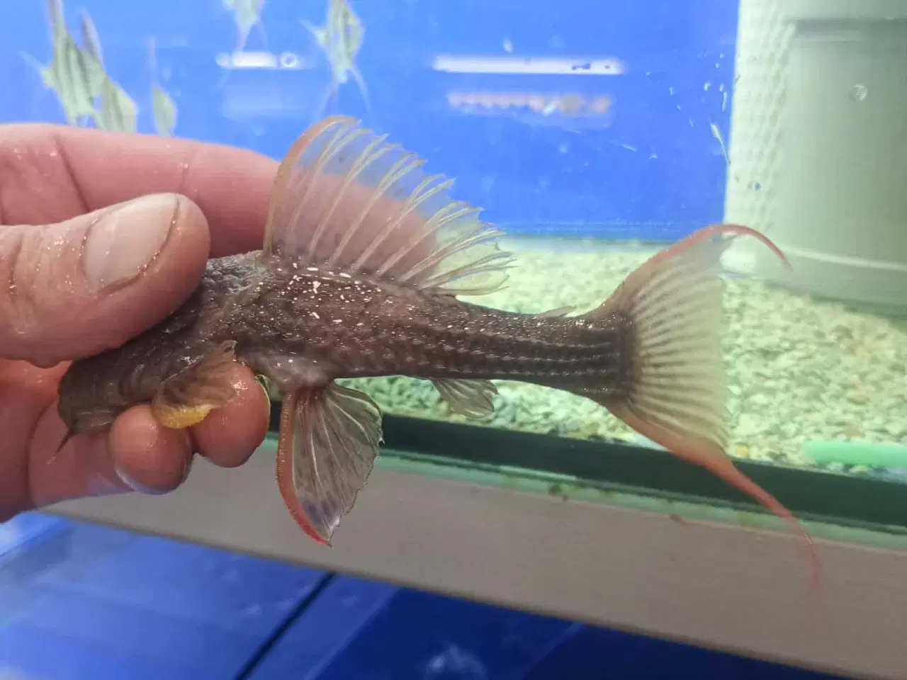 Billede 3 - L024 Super Red 