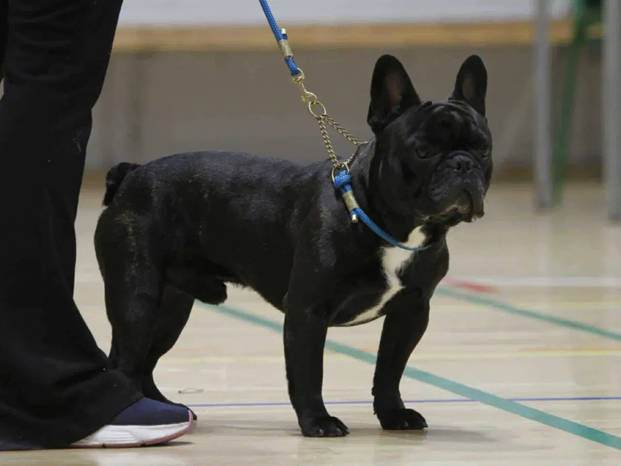 Billede 1 - Fransk bulldog