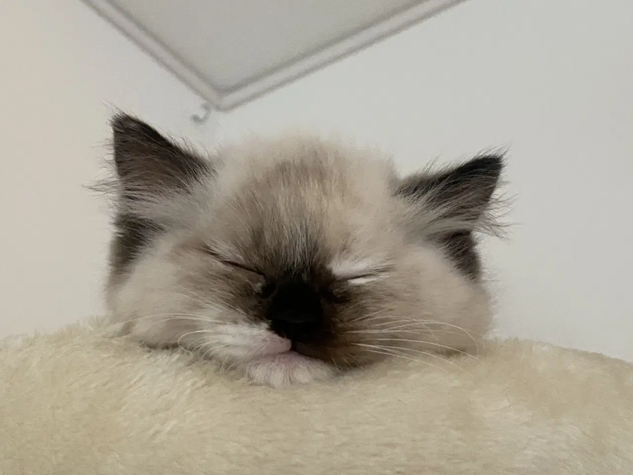 Billede 4 - Ragdoll killing med stamtavle 