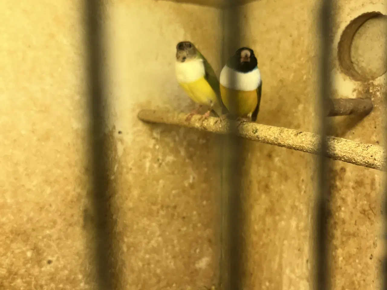 Billede 2 - finker goldsaminer