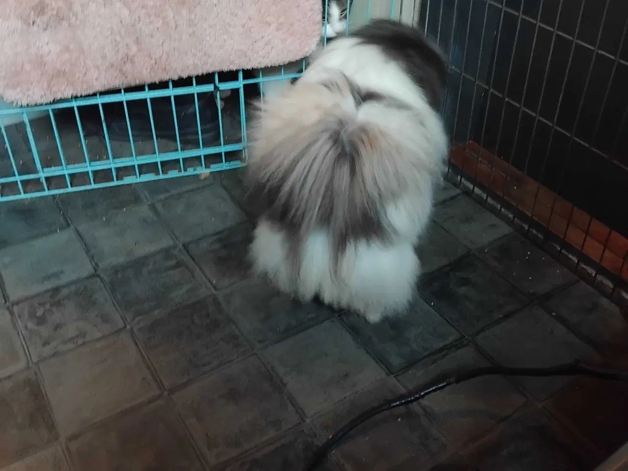 Billede 5 - Blå pekingeser hanhund 1 år