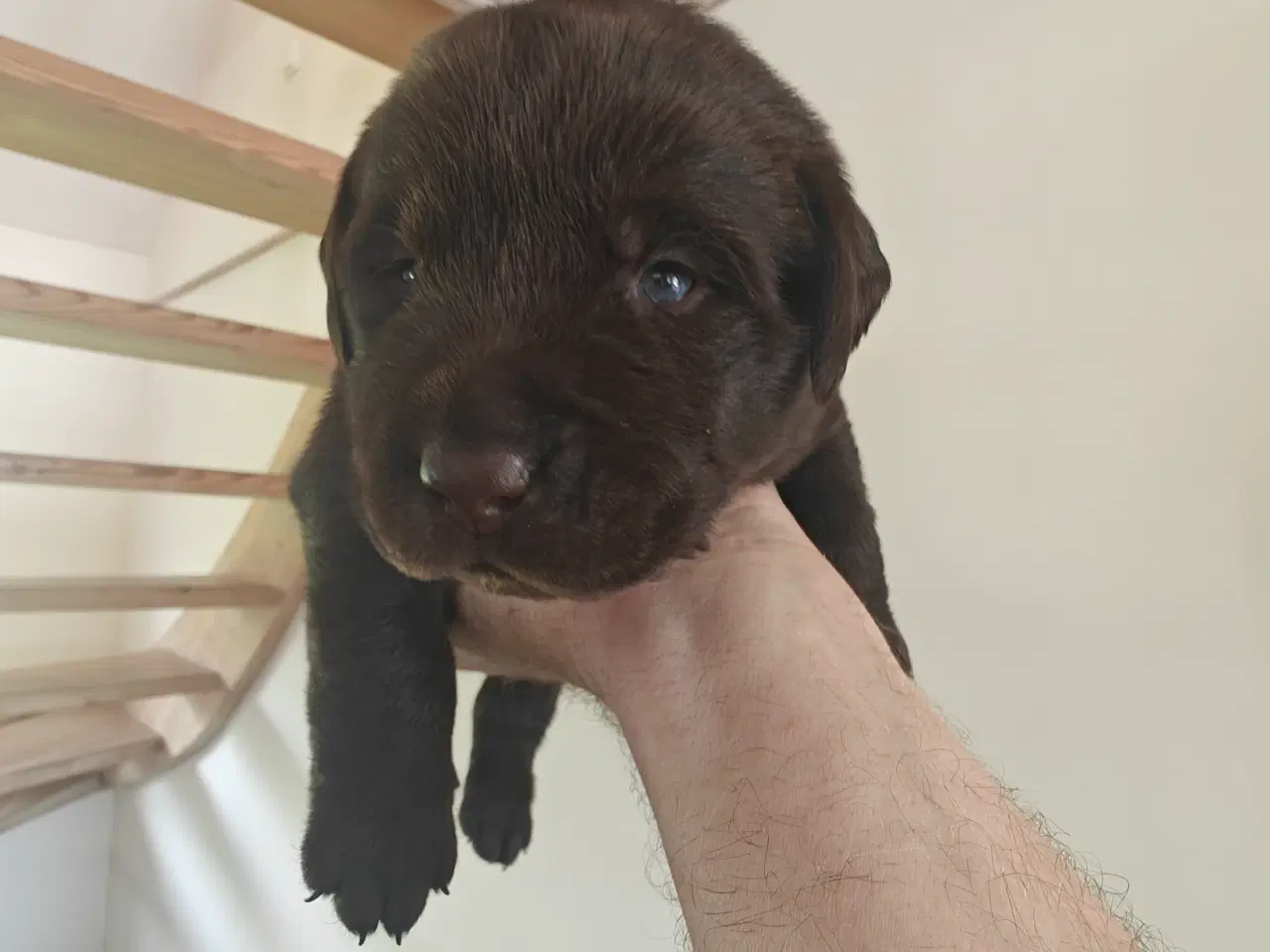 Billede 6 - Brun labrador hvalpe sælges 