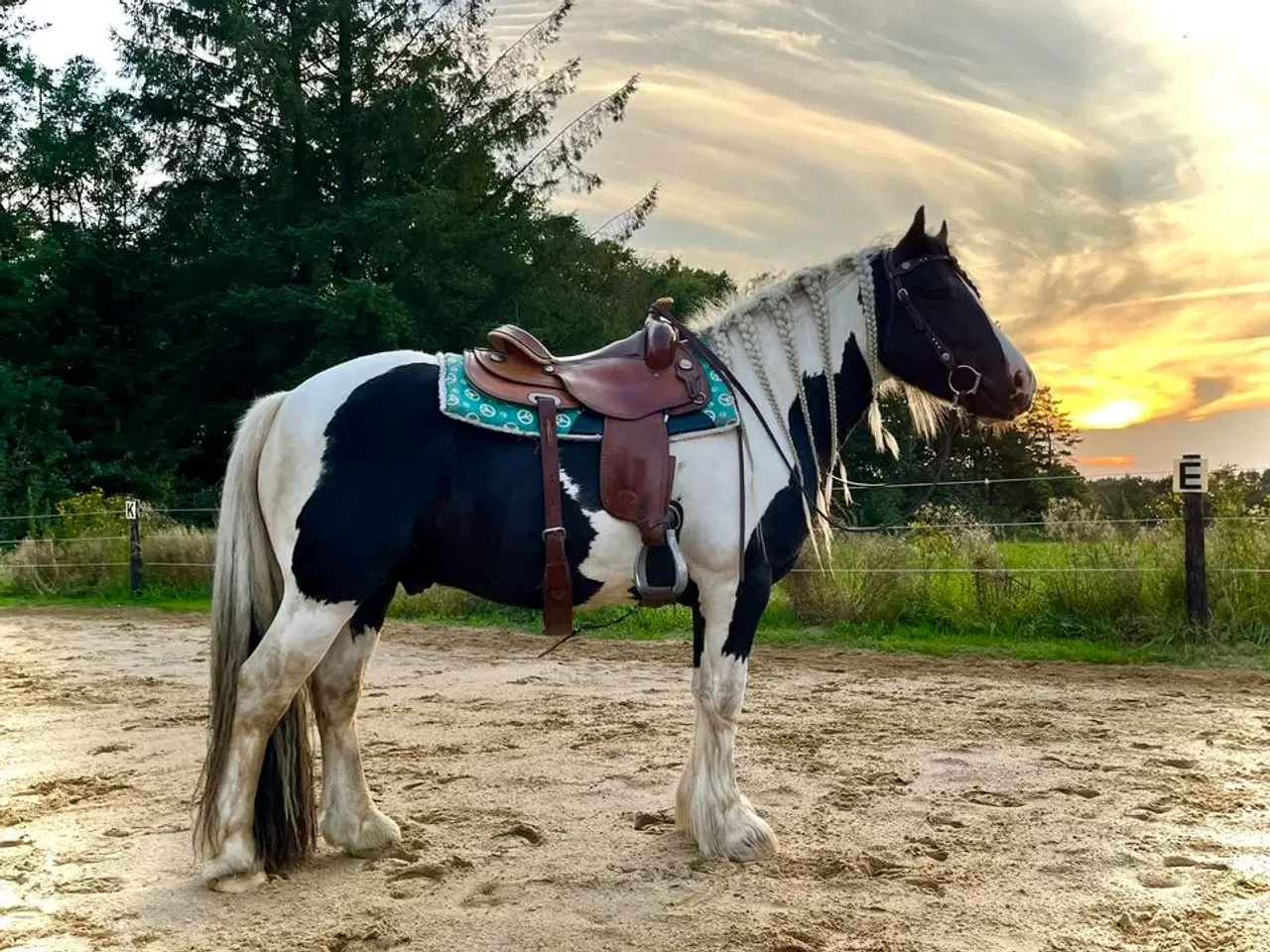 Billede 8 - Ung lækker velredet hingst 