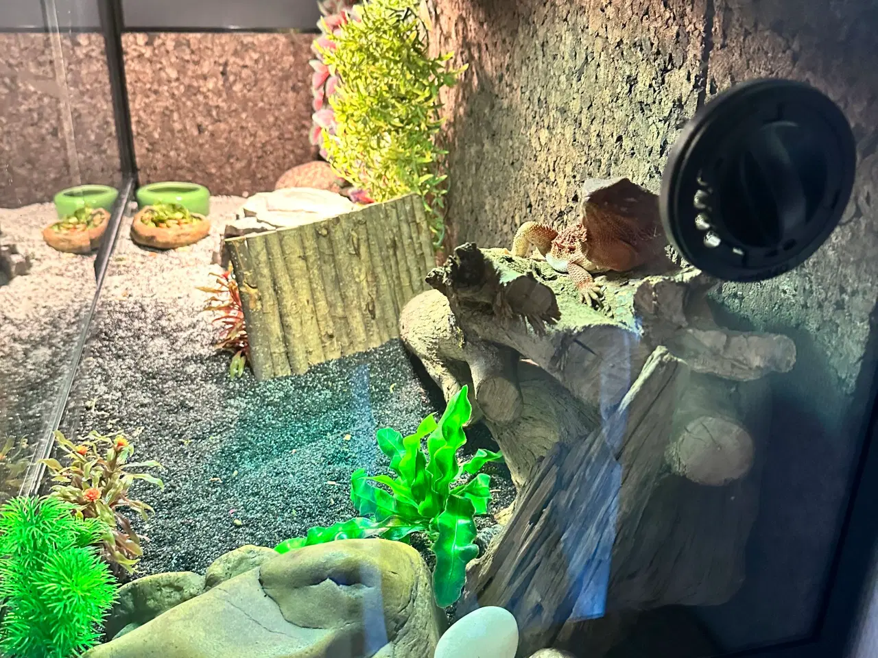 Billede 5 - Skægagame med terrarie