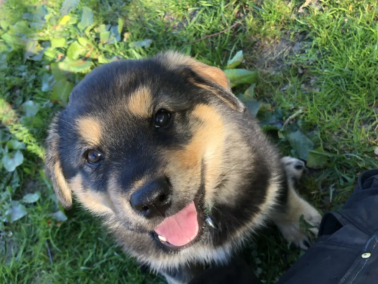 Billede 6 - De smukkeste rottweiler/alaskan malamut hvalpe 
