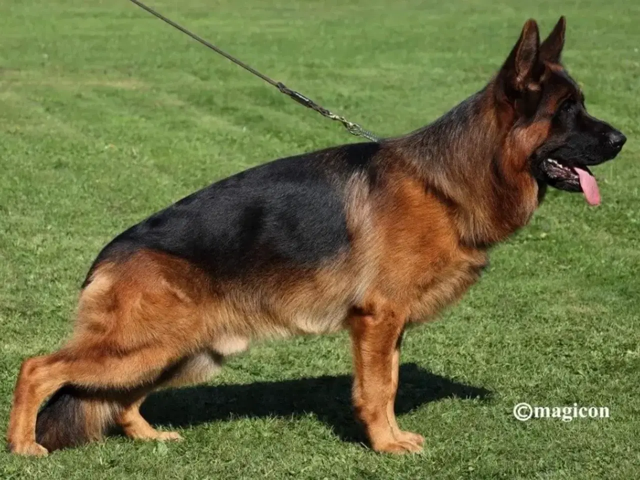 Billede 7 - Schæferhvalpe med stamtavle