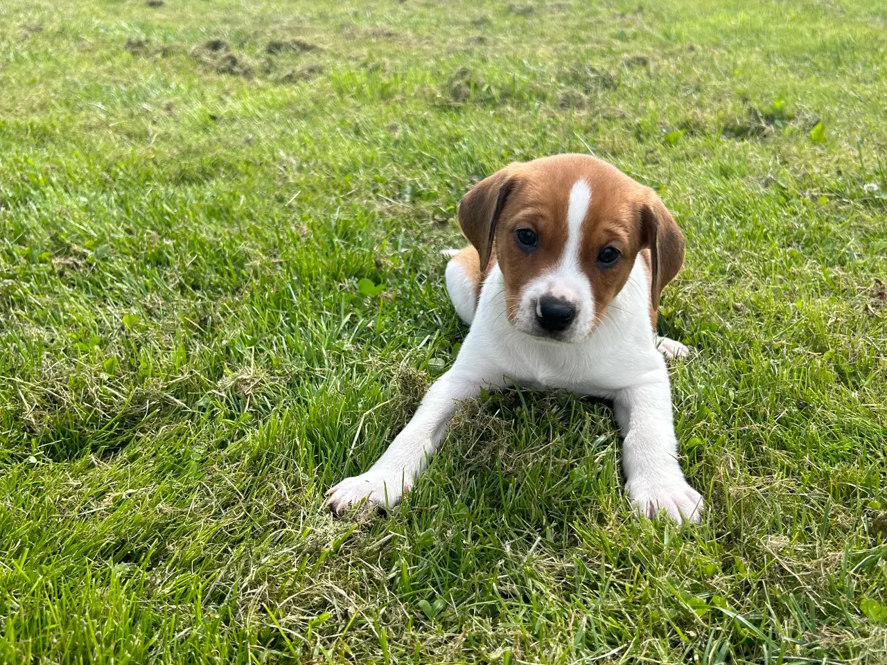 Billede 3 - Dansk svensk gårdhund hvalpe