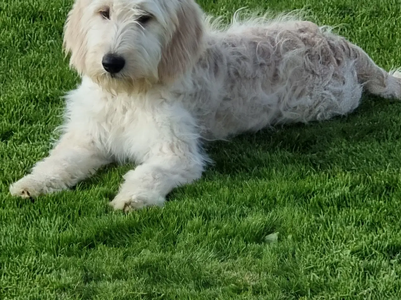 Billede 11 - skønheder Golden doodle hvalpe