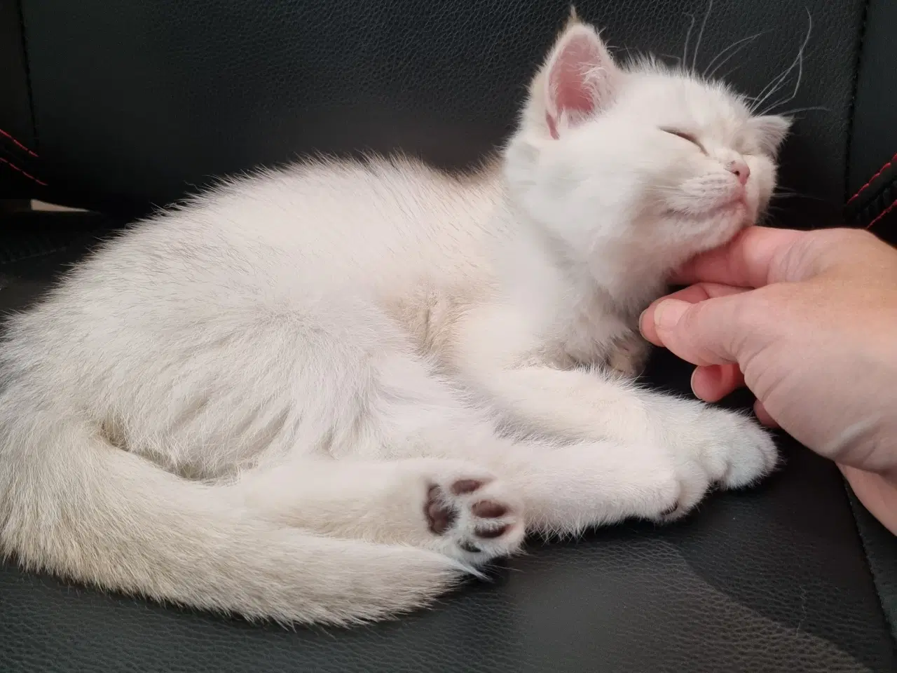 Billede 2 - Meget kælen killing søger nyt hjem