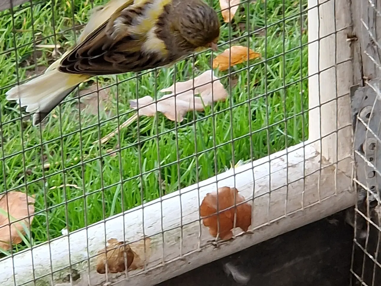 Billede 6 - Gloster kanarier 