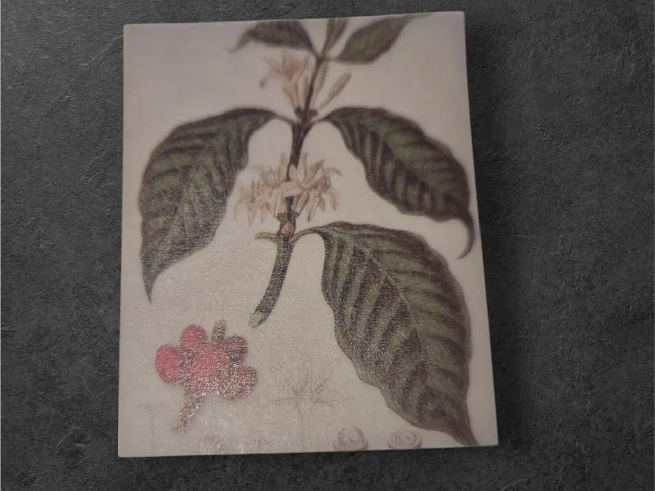 Billede 1 - Kaffeblomst – En hyldest til naturens aroma