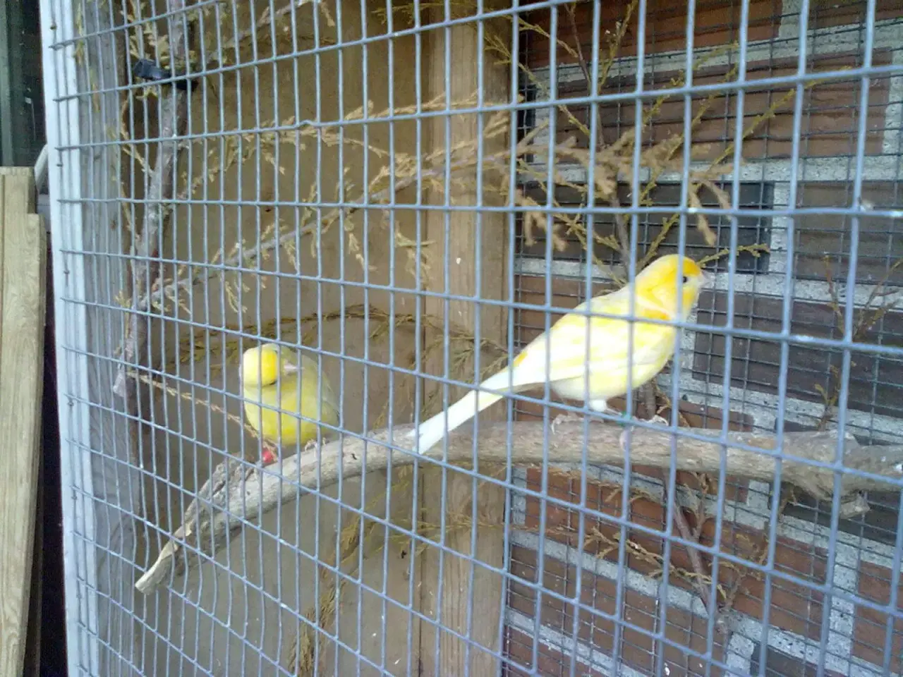Billede 2 -  Gule Kanariefugle unger sælges 