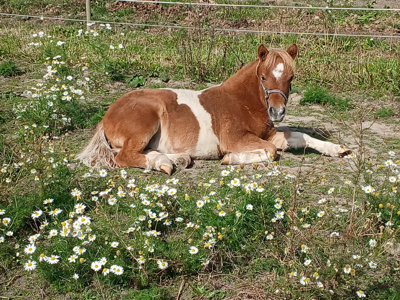 Billede 1 - Smuk Shetlænder sælges