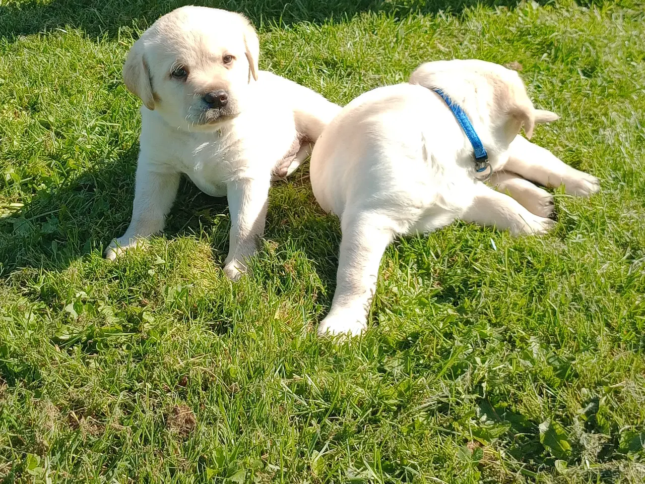 Billede 2 - 2 skønne gule labrador hanhvalpe søger nye familie