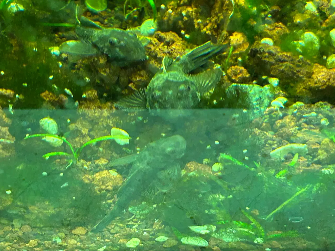 Billede 2 - 🐉 Green Dragon Ancistrus – flotte/robuste maller