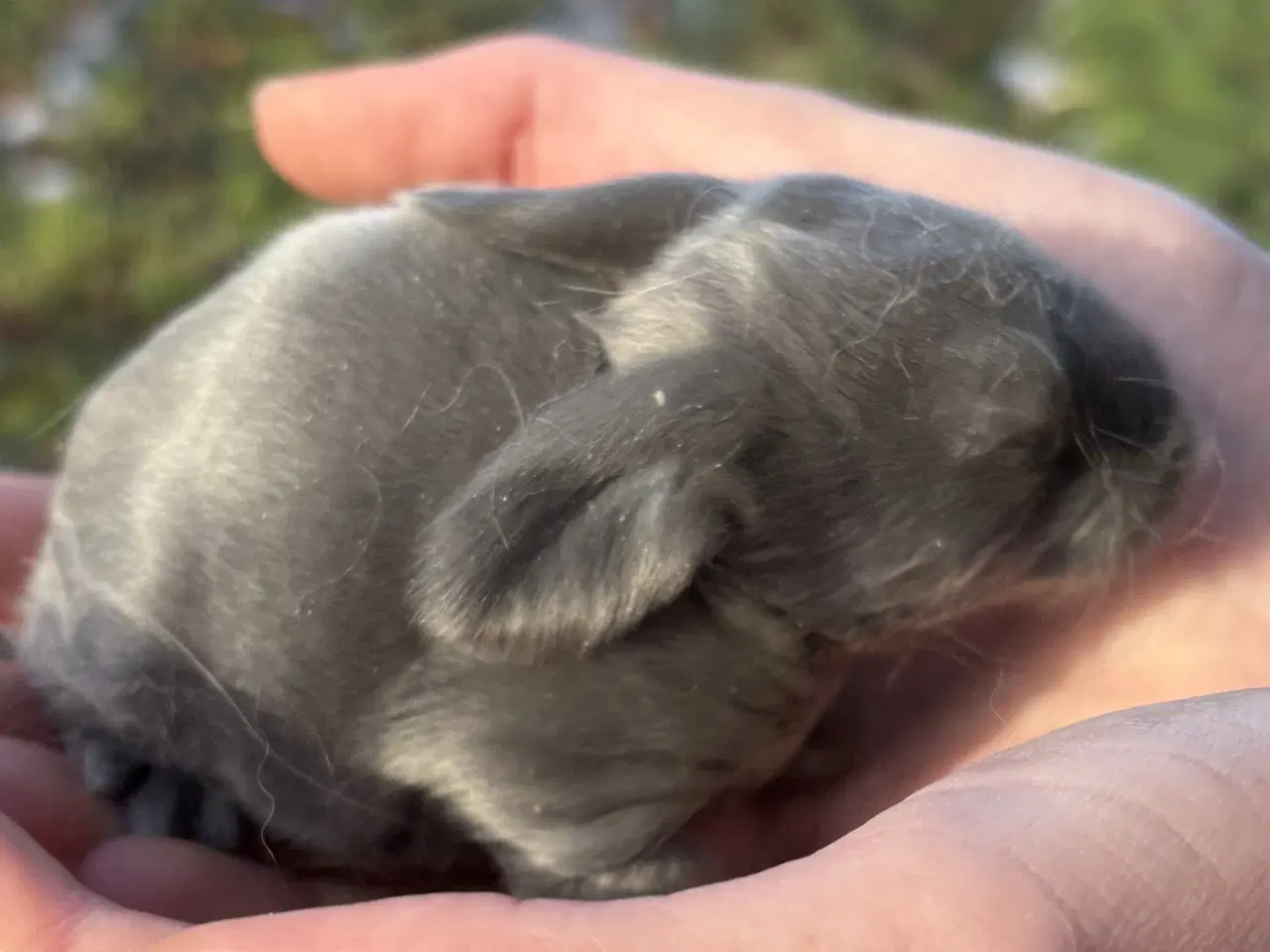 Billede 3 - FRANSK VÆDDER HAN BLÅ