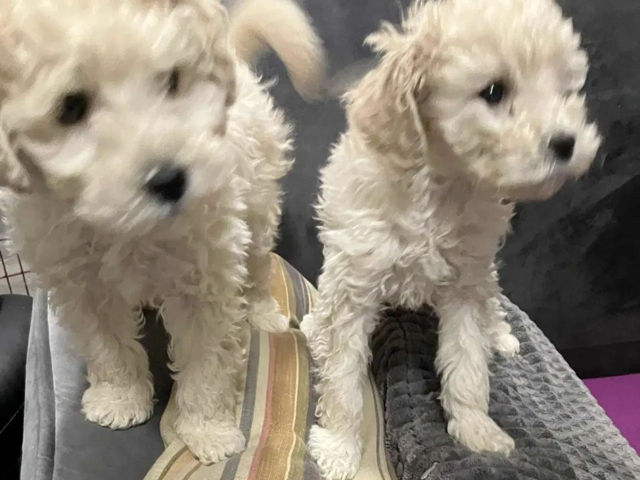 Billede 1 - Mellem Pudler