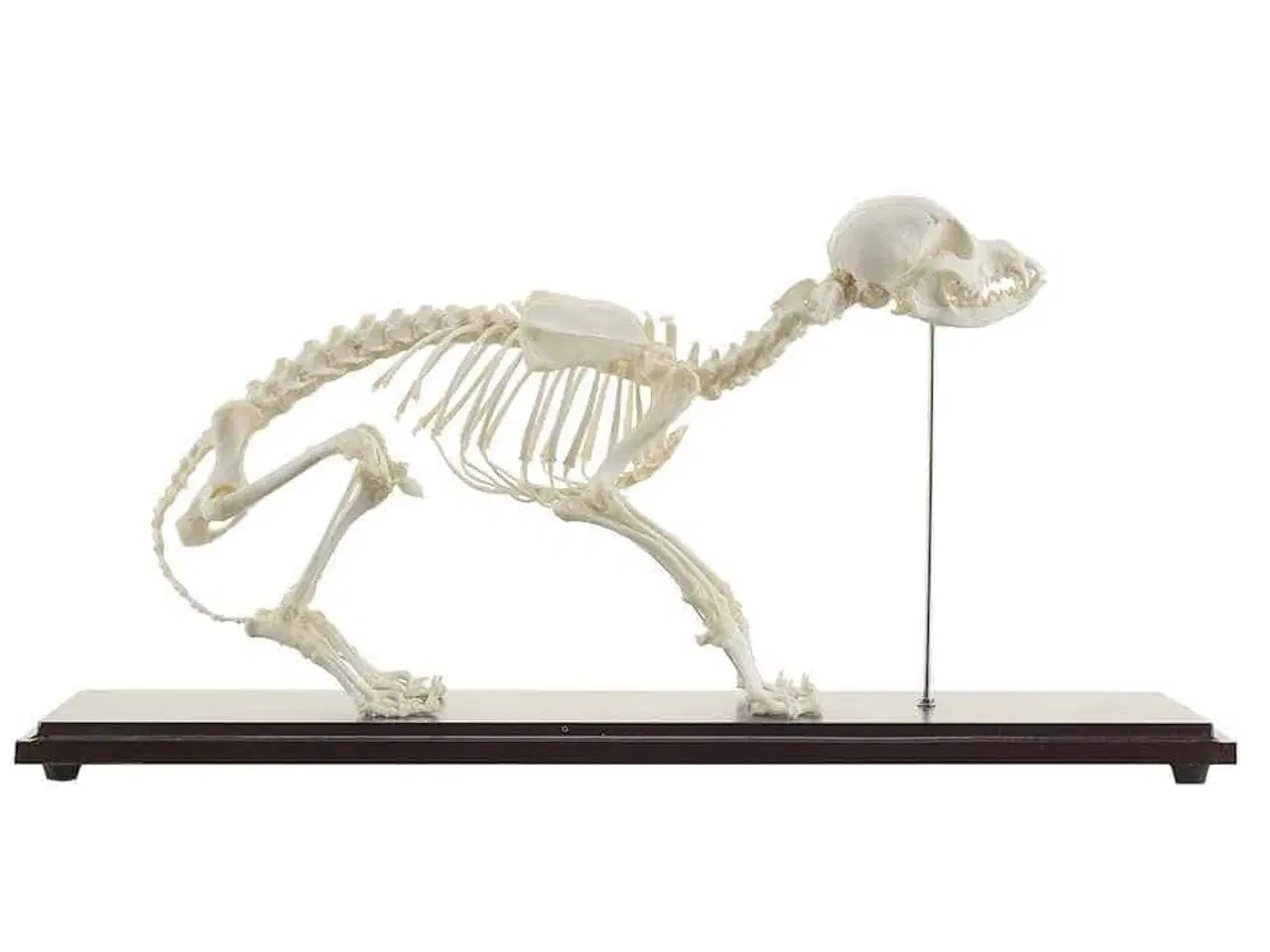 Billede 1 - Anatomimodel - hundeskelet