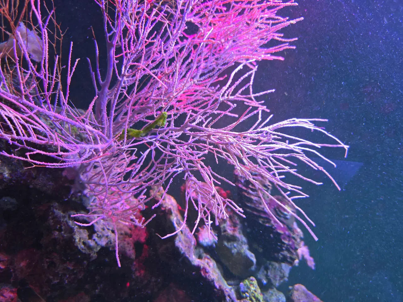 Billede 10 - 450l saltvands akvarium