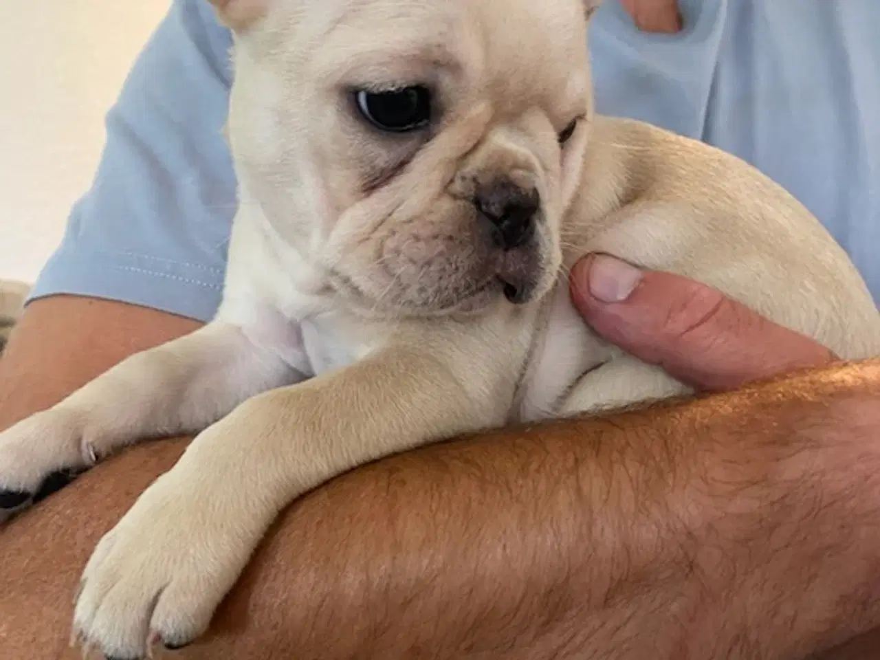Billede 12 - Fransk Bulldog